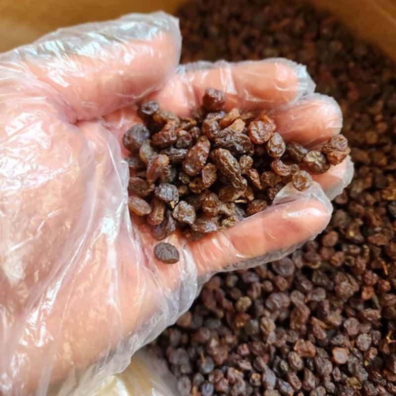 کشمش آبگیری